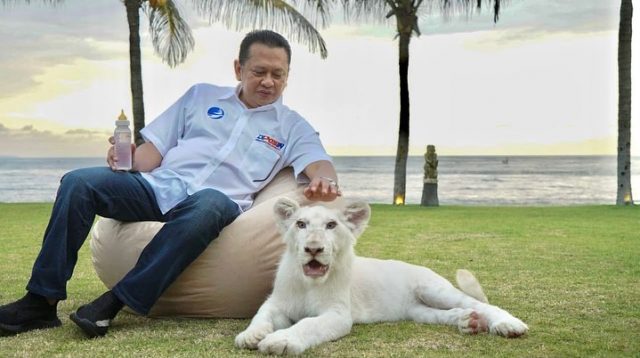 Heboh, Bambang Soesatyo Pelihara Hewan Langka Singa Putih Asal Afrika